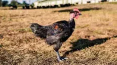 Les volailles de Challans