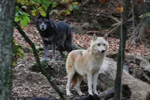 Le parc zoologique de Saint-Martin La Plaine